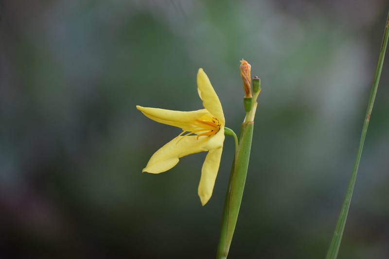Tigridia heliantha photo 8