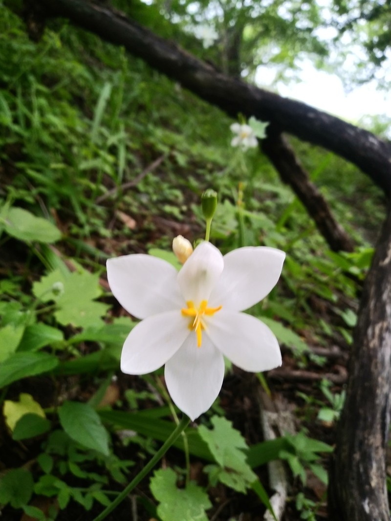 Tigridia latifolia