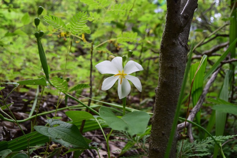 Tigridia latifolia photo 3