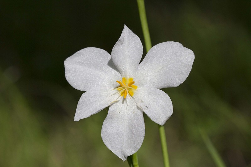 Tigridia latifolia photo 4