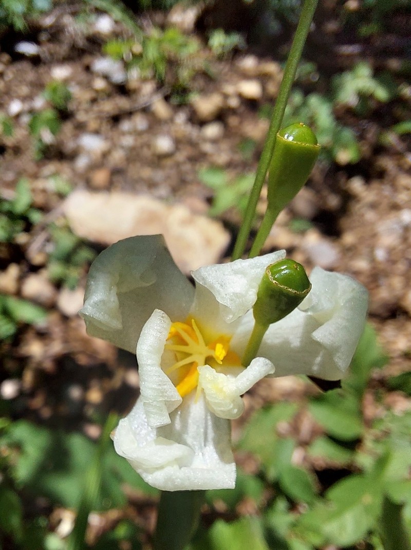 Tigridia latifolia photo 8