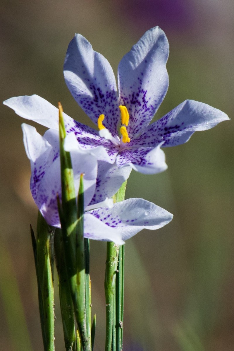 Tigridia longispatha photo 2