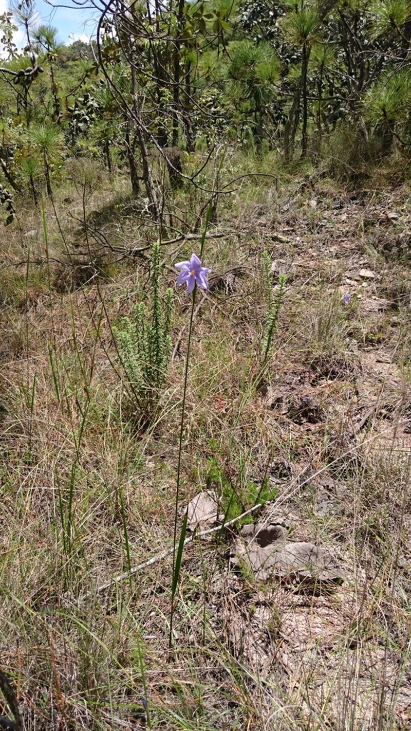 Tigridia longispatha photo 3