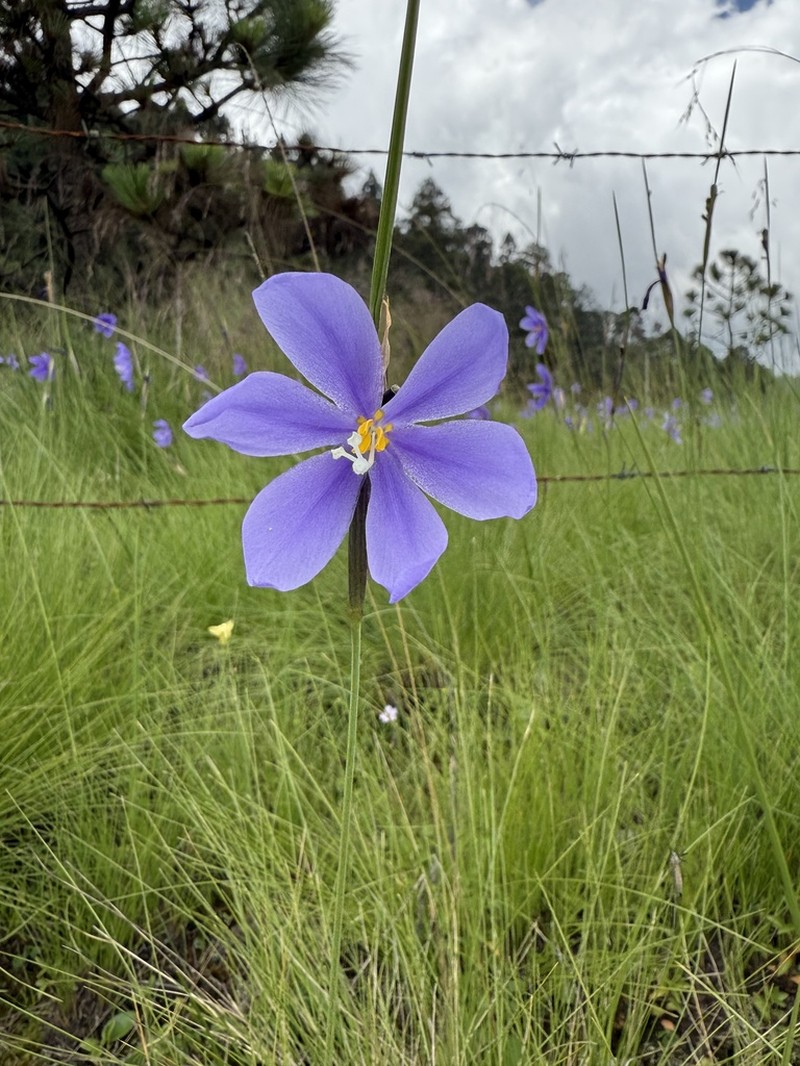 Tigridia longispatha photo 4