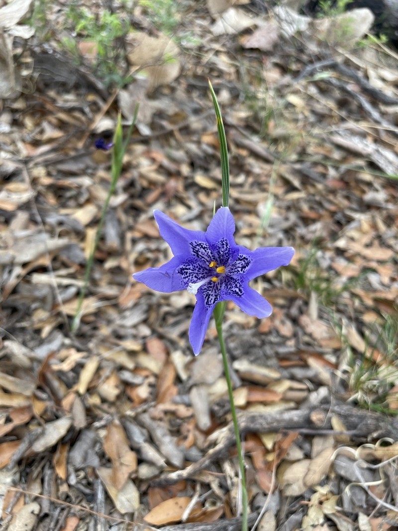 Tigridia longispatha photo 5