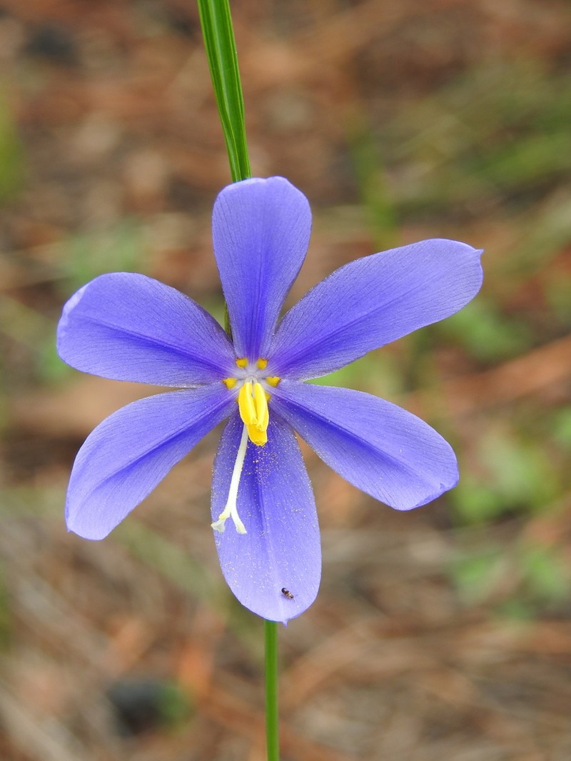 Tigridia longispatha photo 6