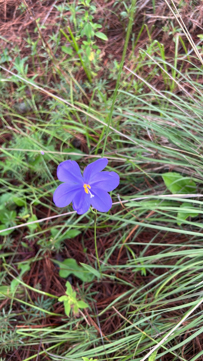 Tigridia longispatha photo 7