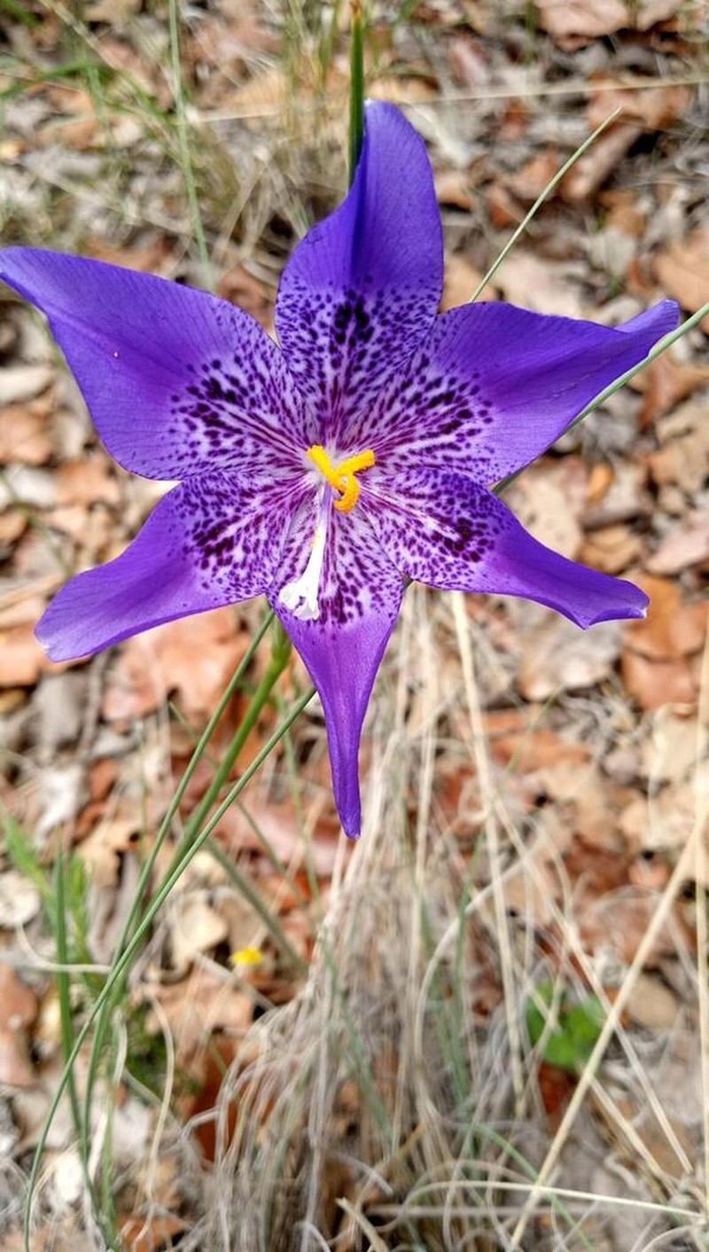 Tigridia longispatha photo 8