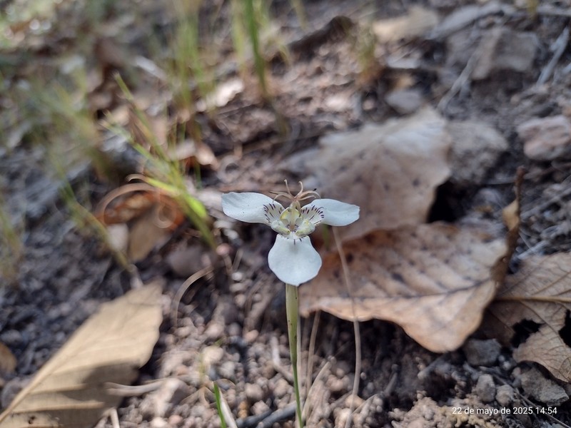 Tigridia nana