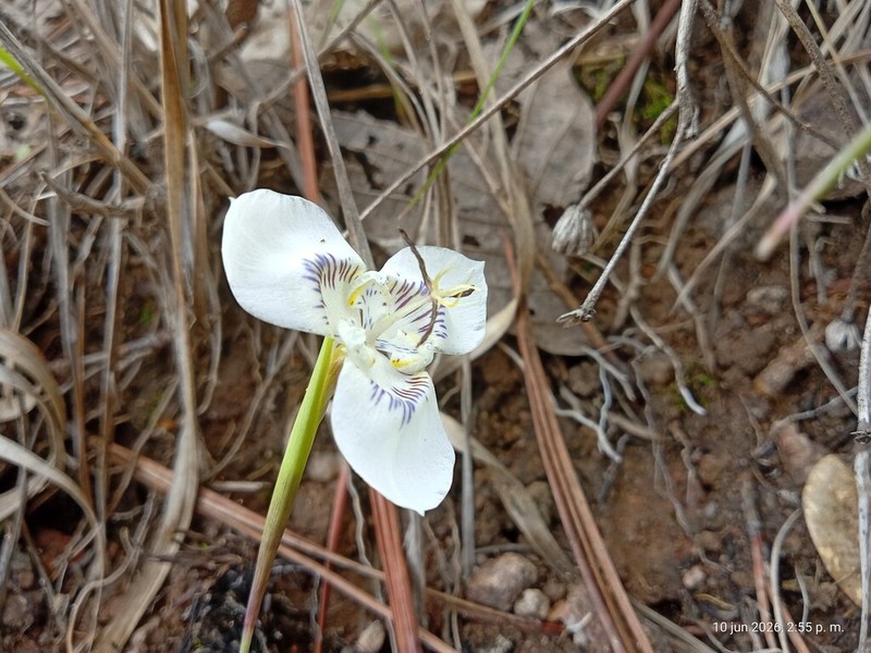 Tigridia nana photo 2