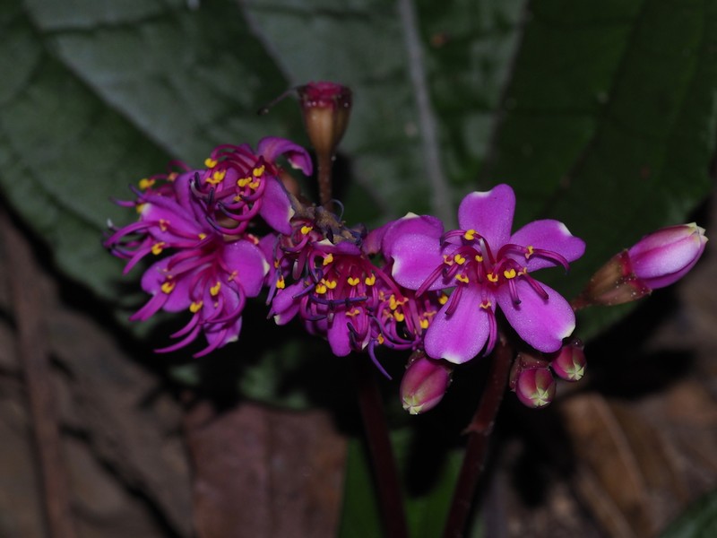 Tigridiopalma exalata