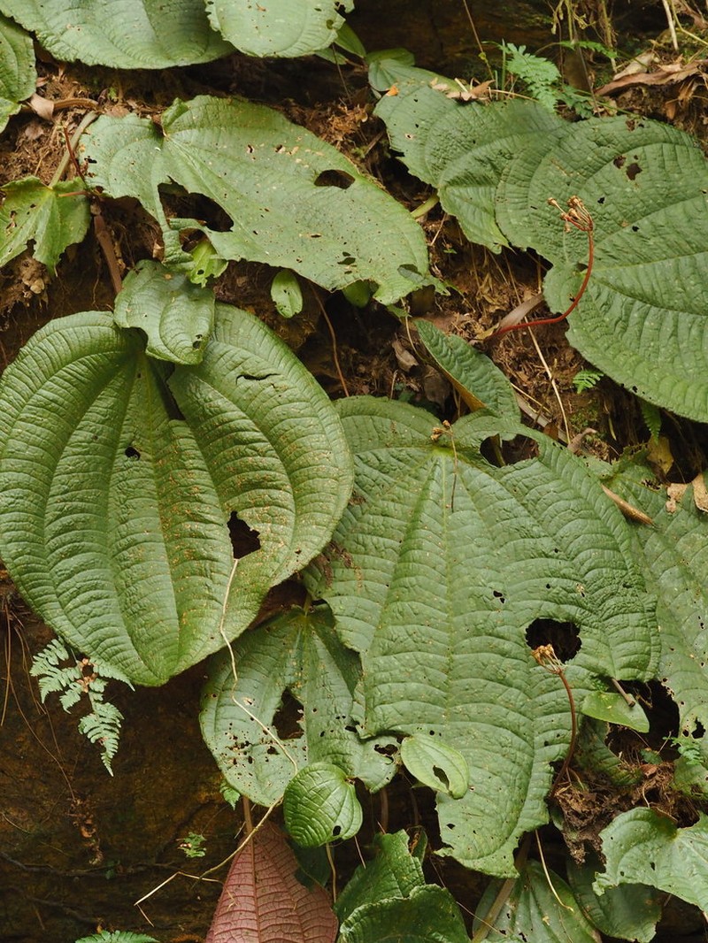 Tigridiopalma exalata photo 2