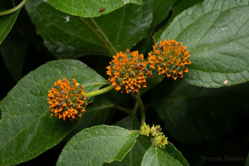 Tilesia baccata photo 2