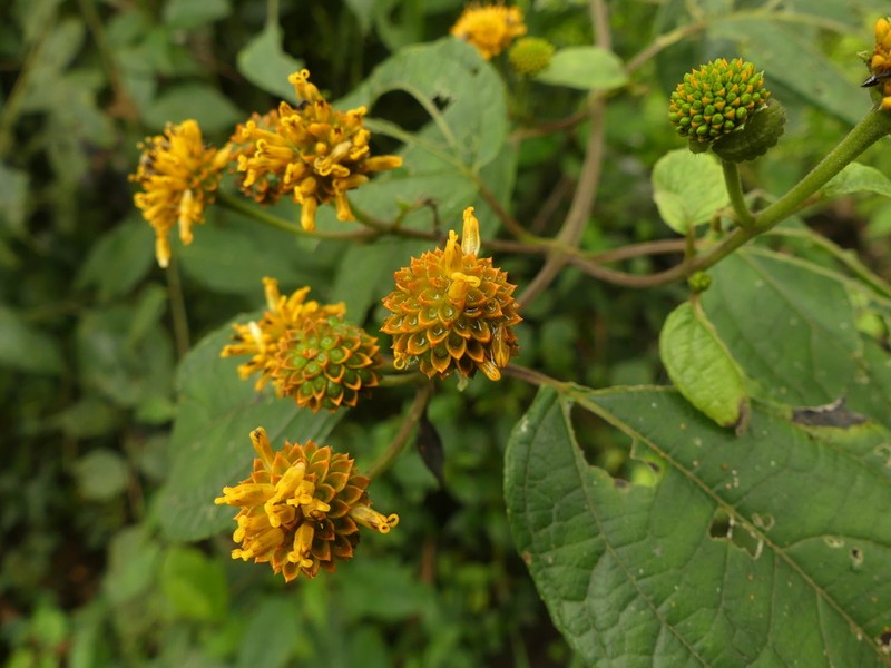 Tilesia baccata photo 3