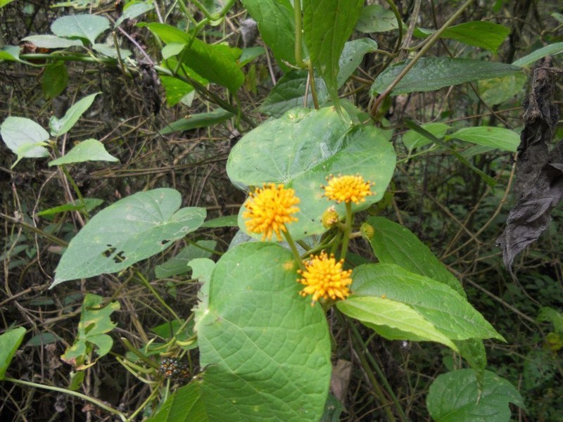 Tilesia baccata photo 4