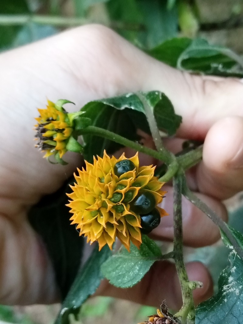 Tilesia baccata photo 5