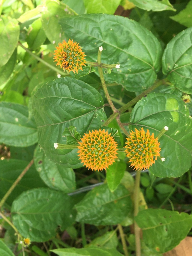 Tilesia baccata photo 6
