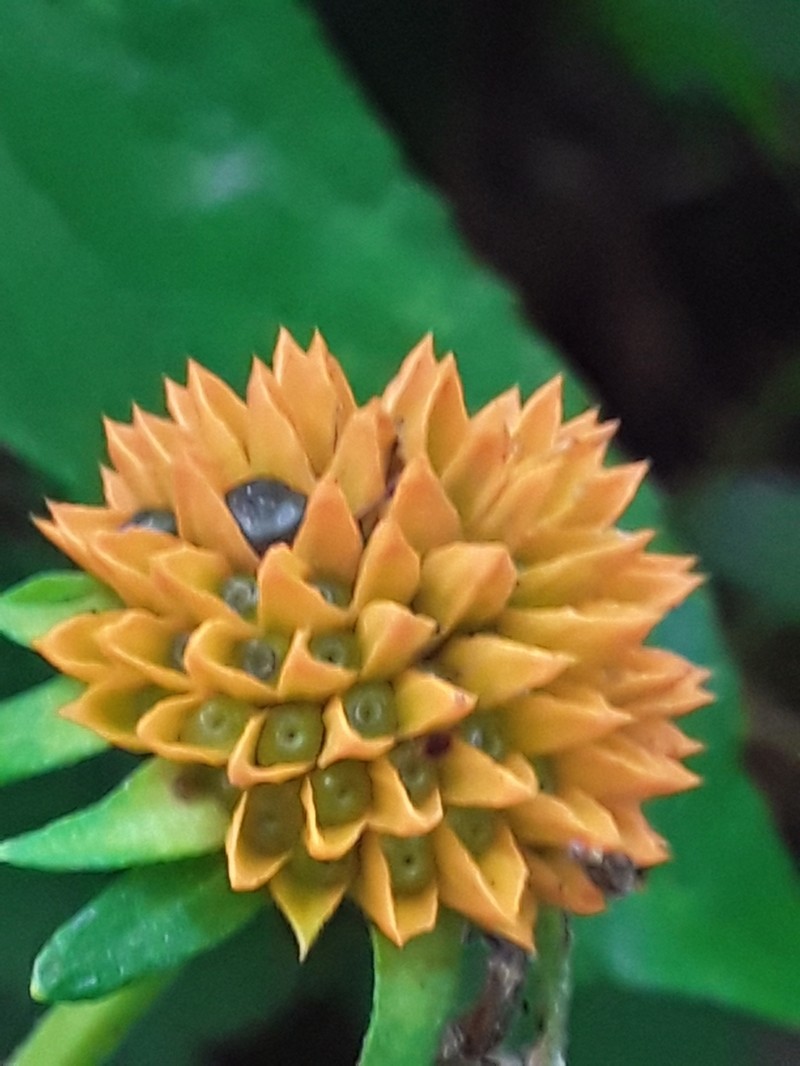 Tilesia baccata photo 7