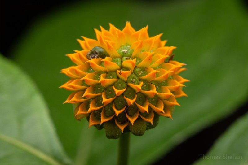 Tilesia baccata photo 8