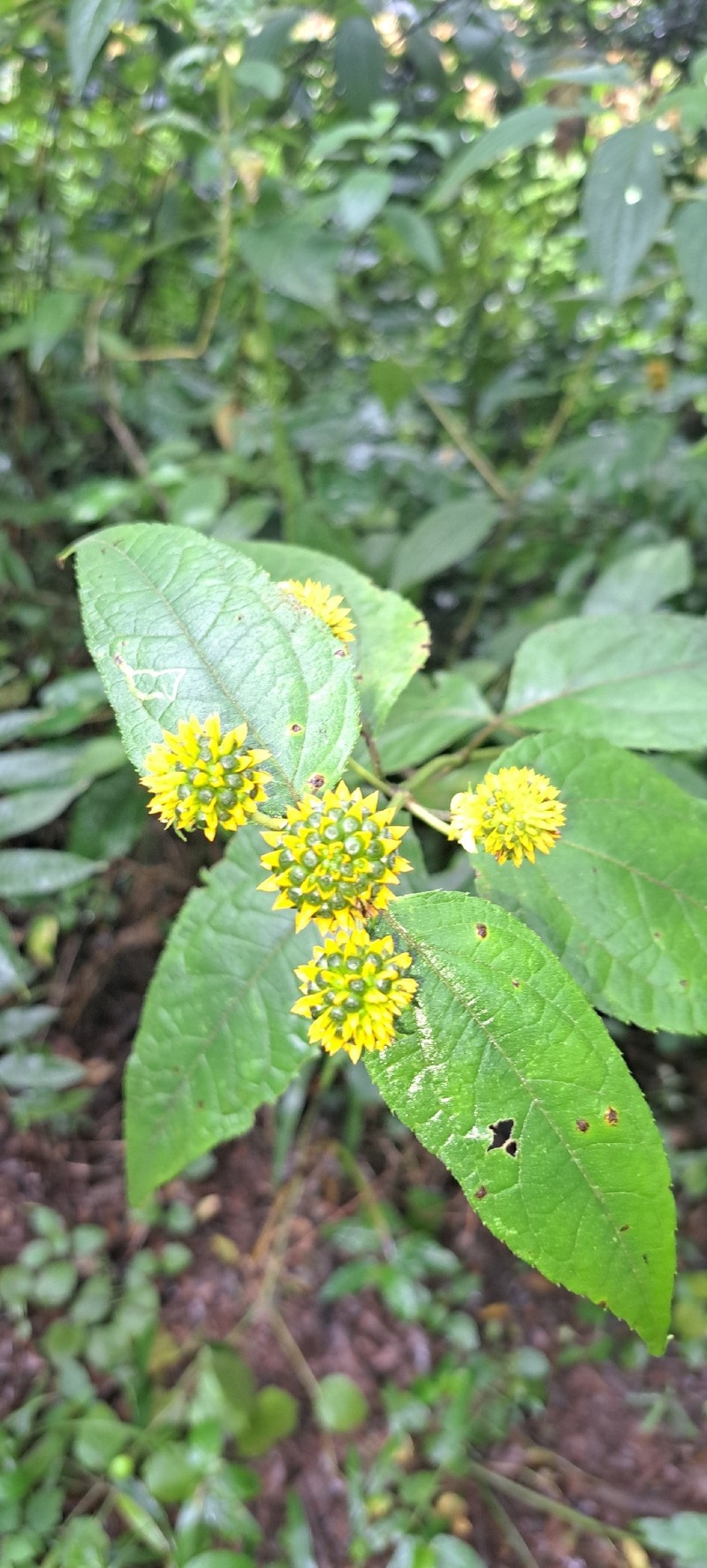 Tilesia baccata var. baccata