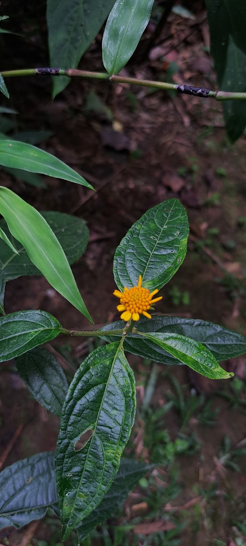 Tilesia baccata var. baccata photo 2