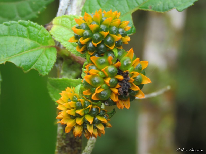 Tilesia baccata var. discoidea