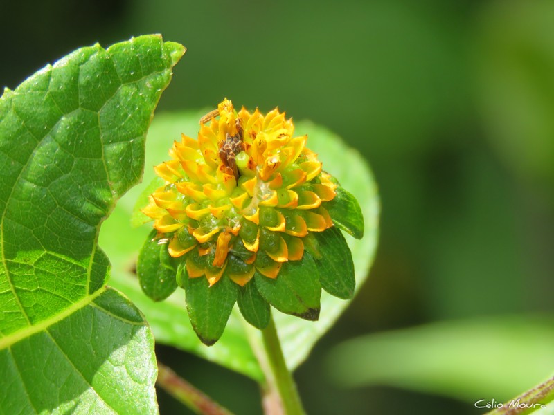 Tilesia baccata var. discoidea photo 2