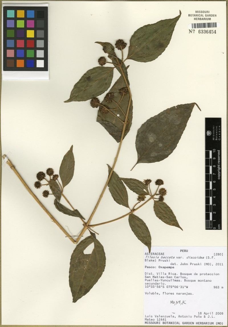 Tilesia baccata var. discoidea photo 3
