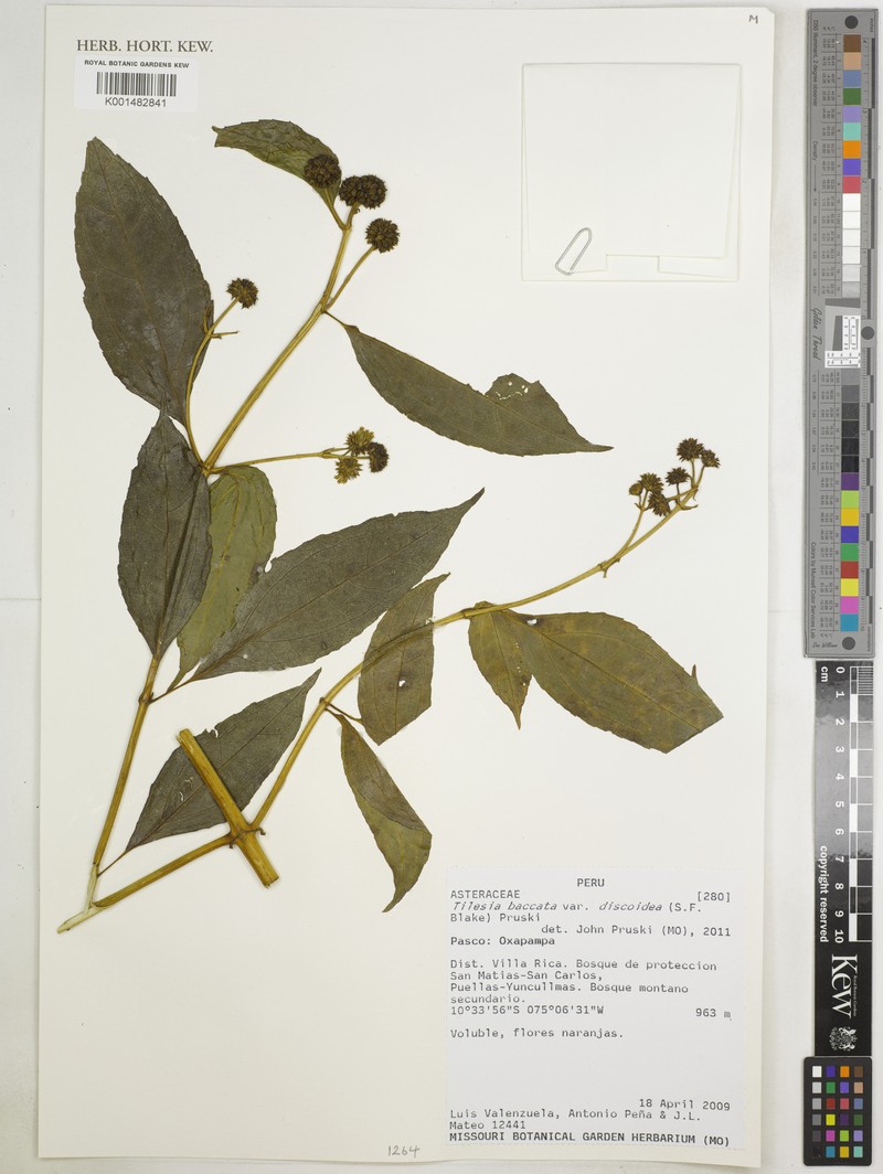 Tilesia baccata var. discoidea photo 4