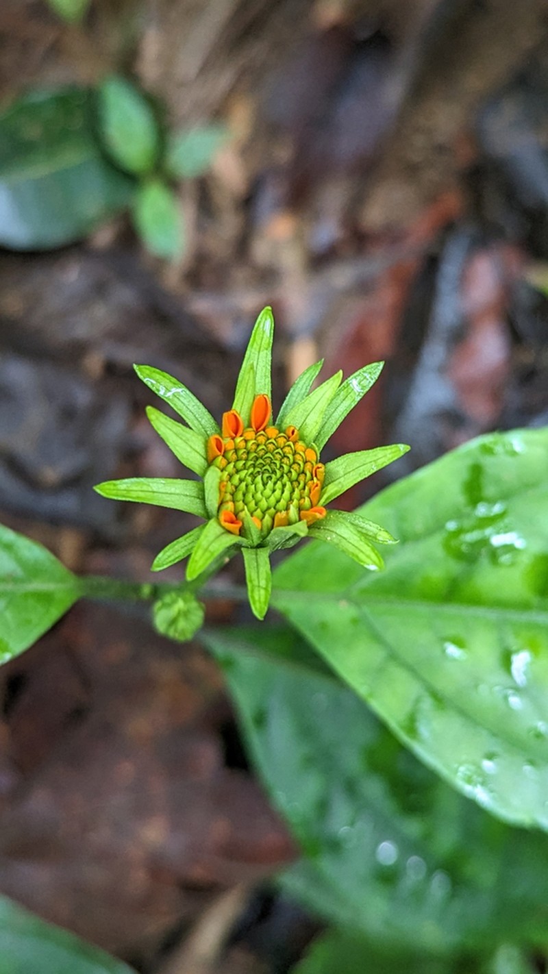 Tilesia macrocephala photo 3