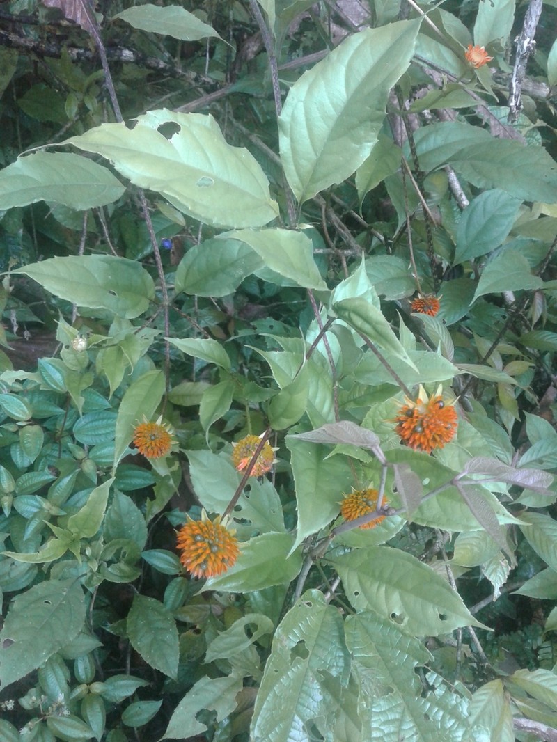 Tilesia macrocephala photo 5
