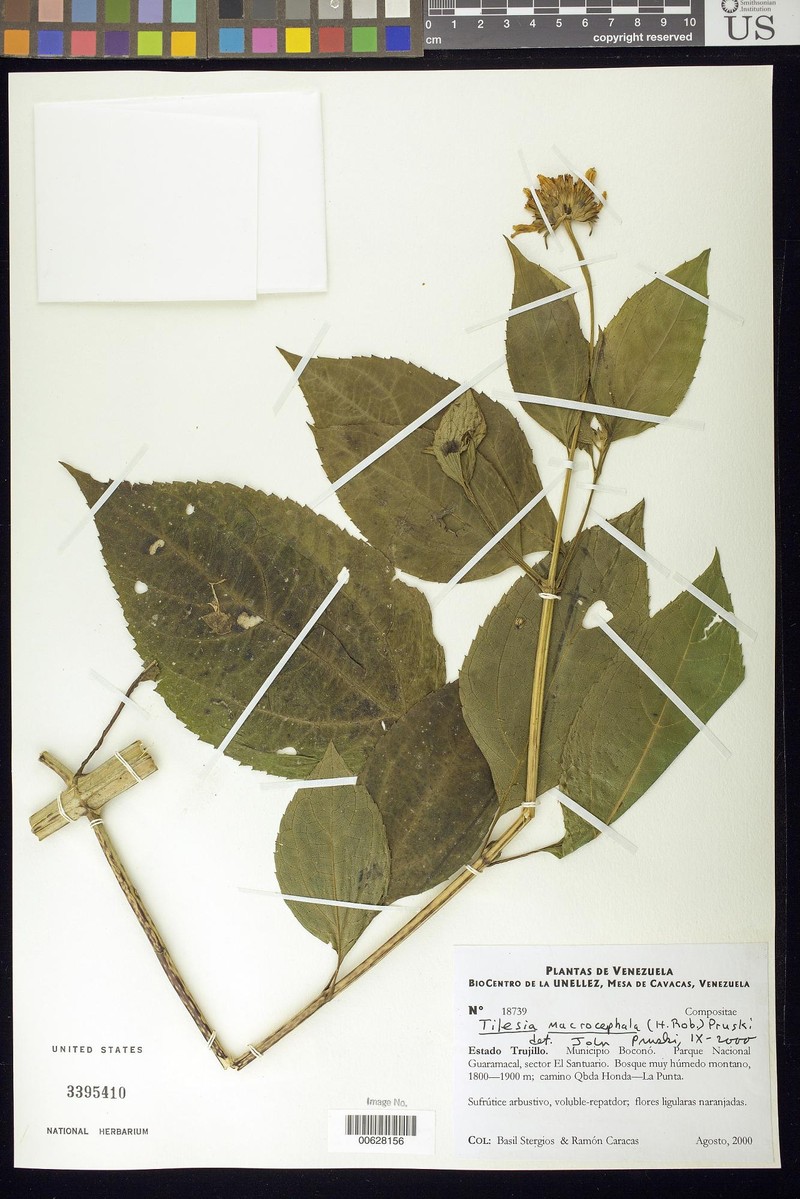Tilesia macrocephala photo 6