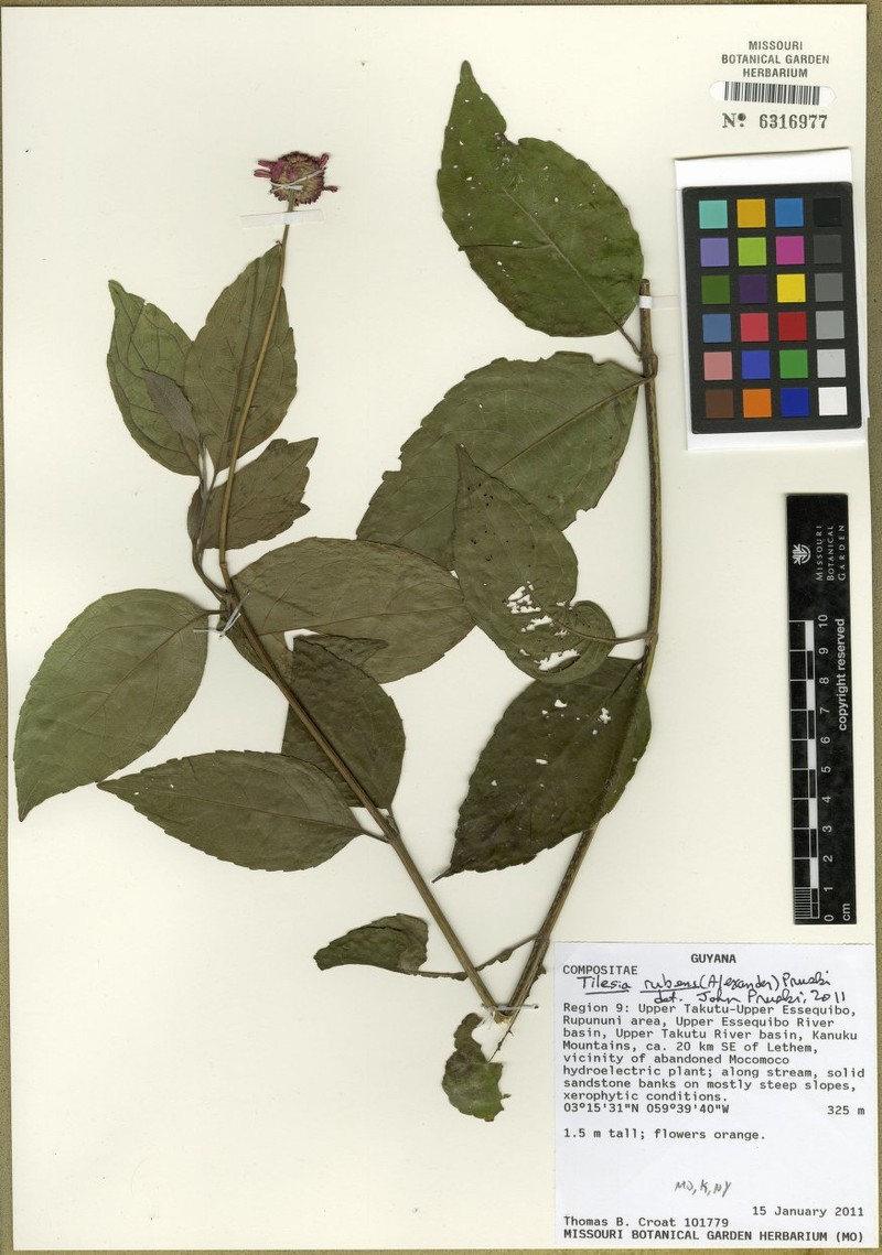 Tilesia rubens