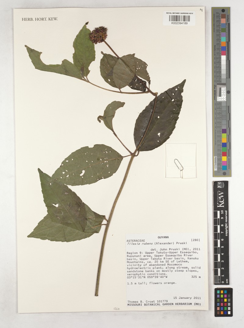 Tilesia rubens photo 2