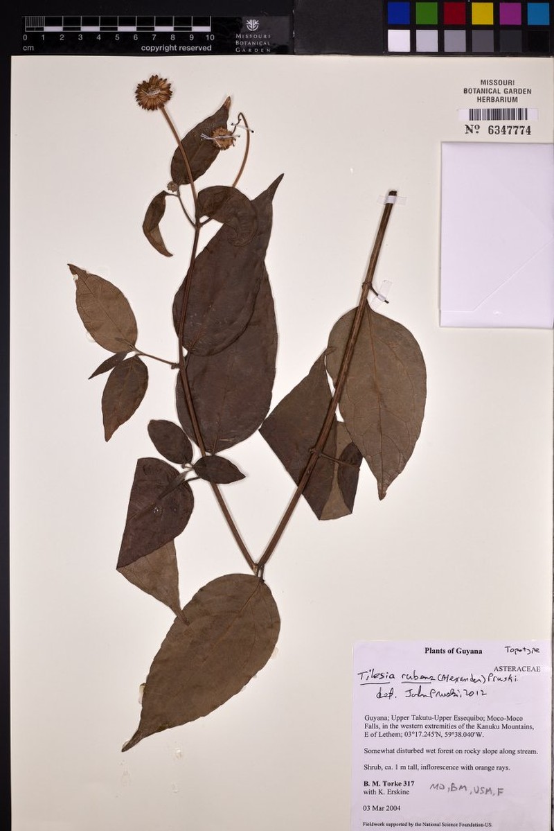 Tilesia rubens photo 3