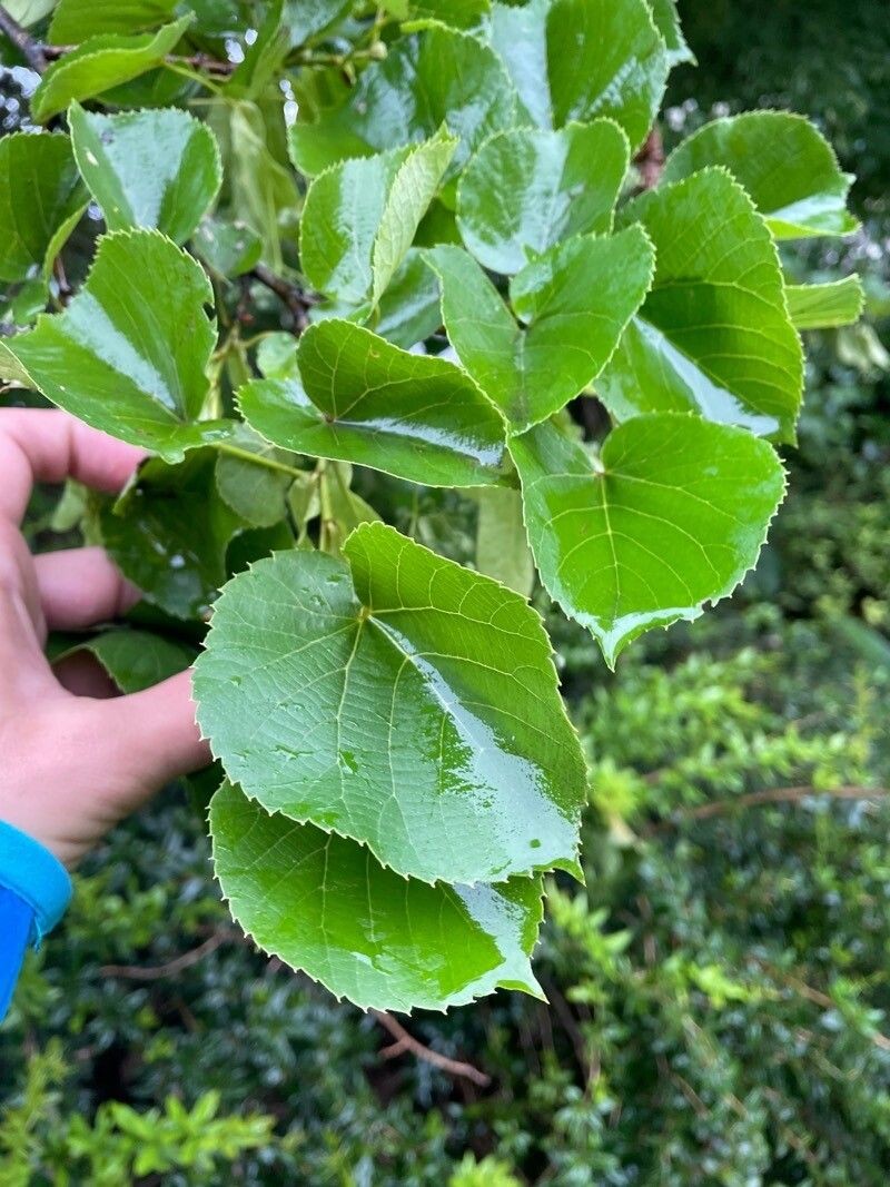 Tilia × euchlora photo 2