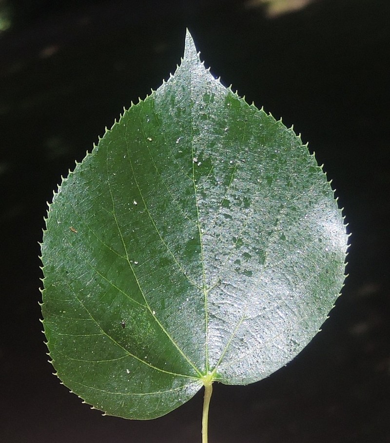 Tilia × euchlora photo 3