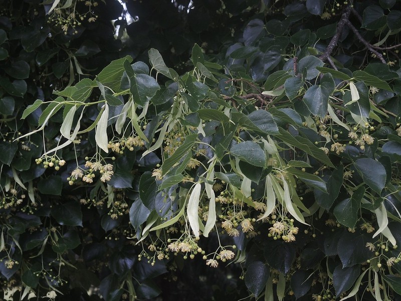Tilia × euchlora photo 4