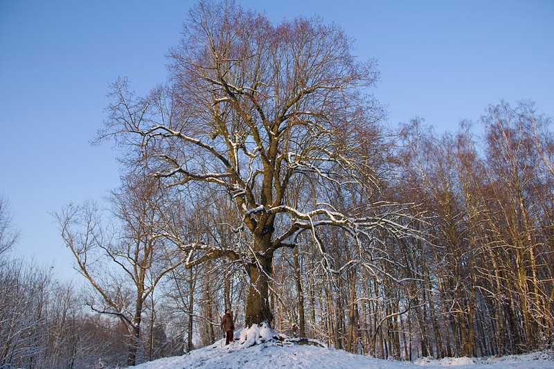 Tilia × europaea photo 2