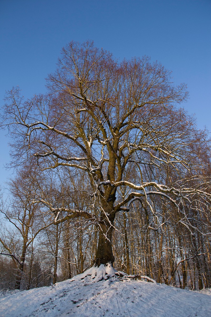 Tilia × europaea photo 3