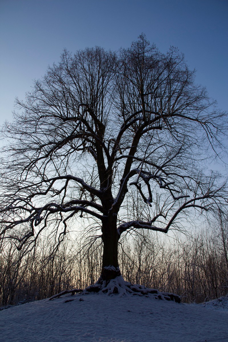 Tilia × europaea photo 4