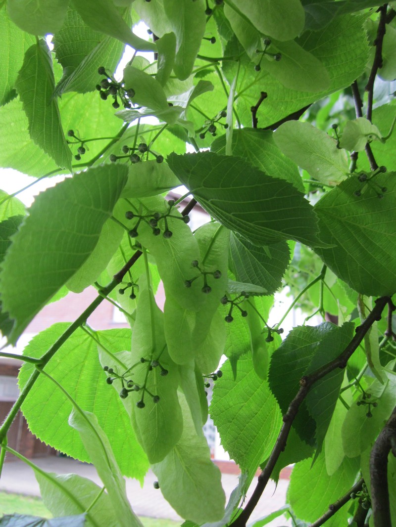 Tilia × europaea photo 5