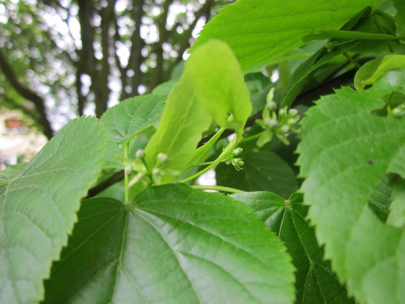 Tilia × europaea photo 6