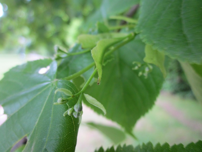 Tilia × europaea photo 7