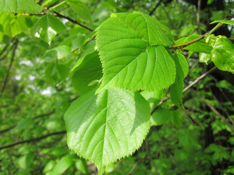 Tilia × europaea photo 8