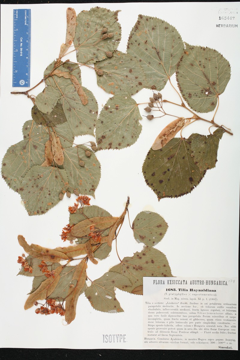 Tilia × haynaldiana