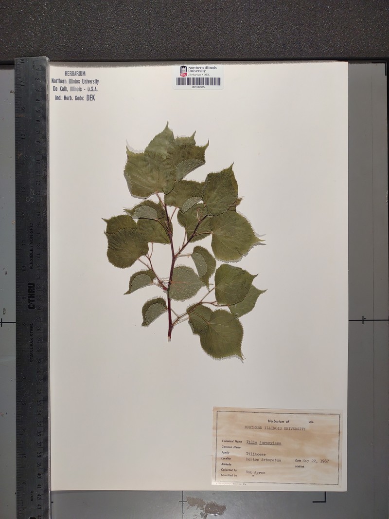 Tilia × juranyiana