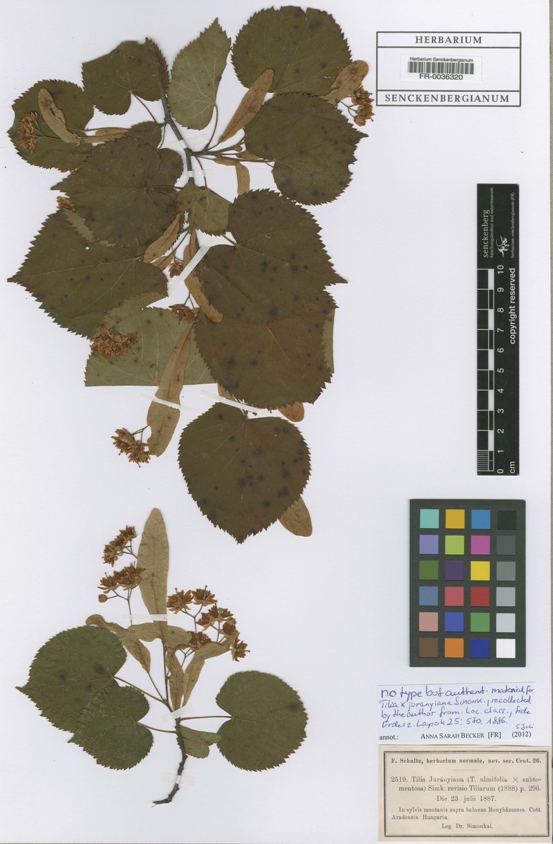 Tilia × juranyiana photo 2