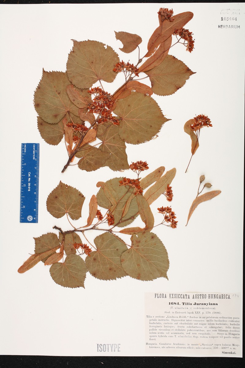 Tilia × juranyiana photo 3