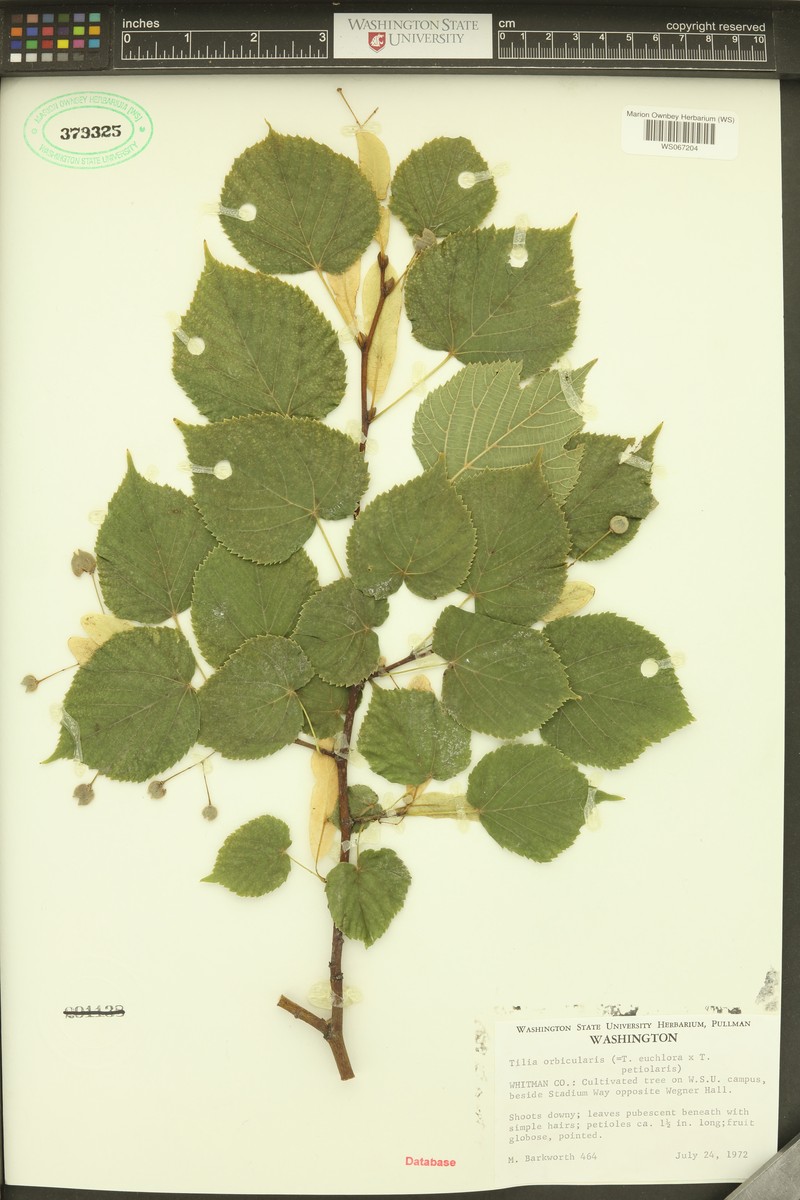 Tilia × juranyiana photo 4